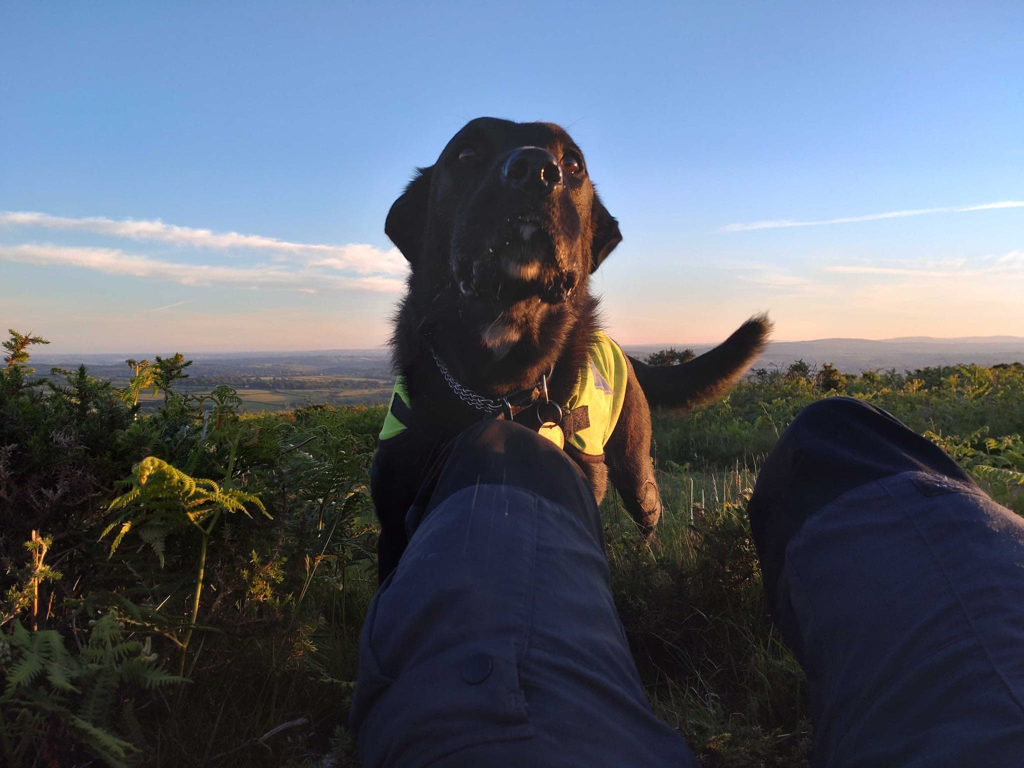 Search dog locating a missing person