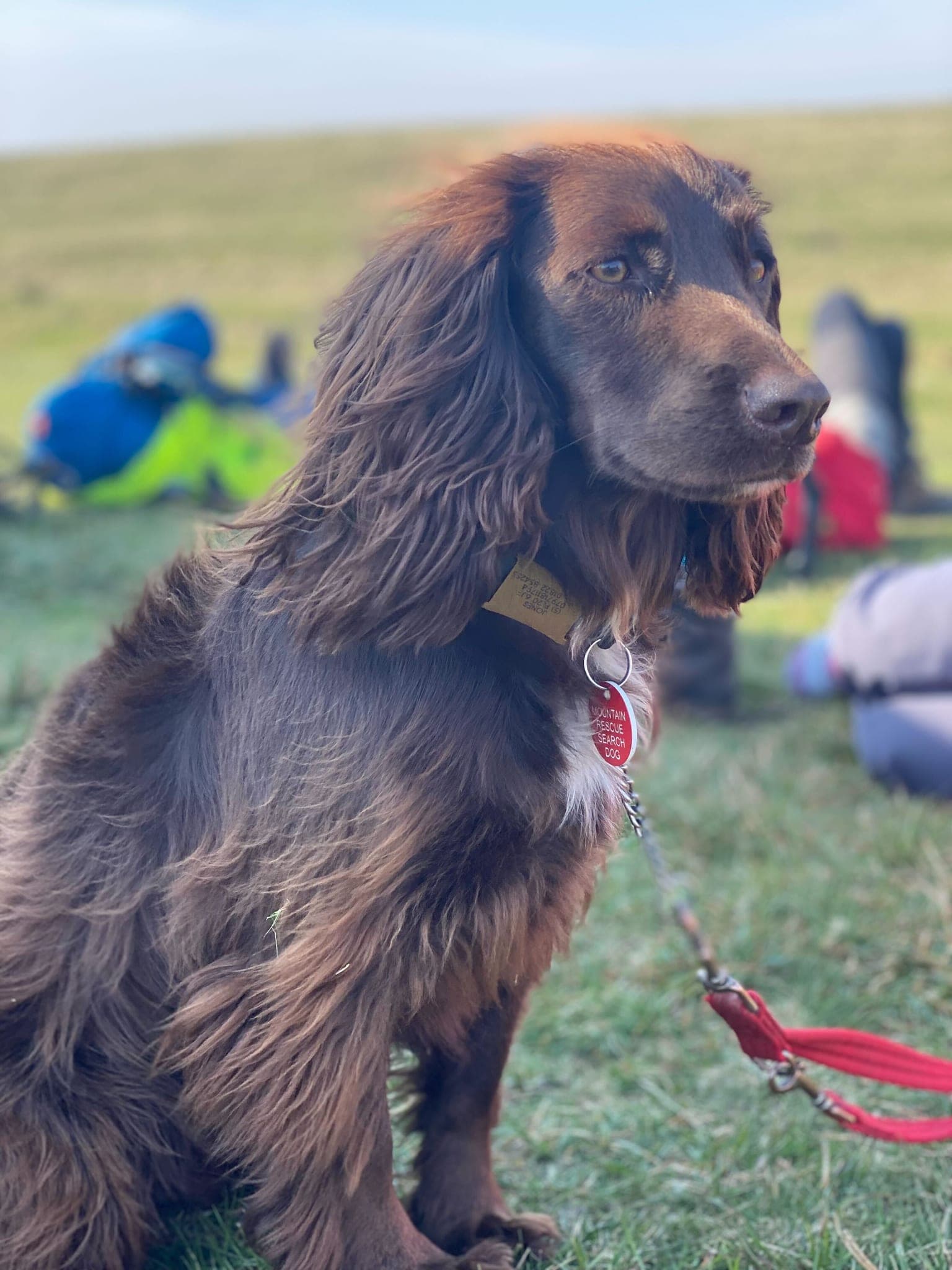 Mountain rescue search dog
