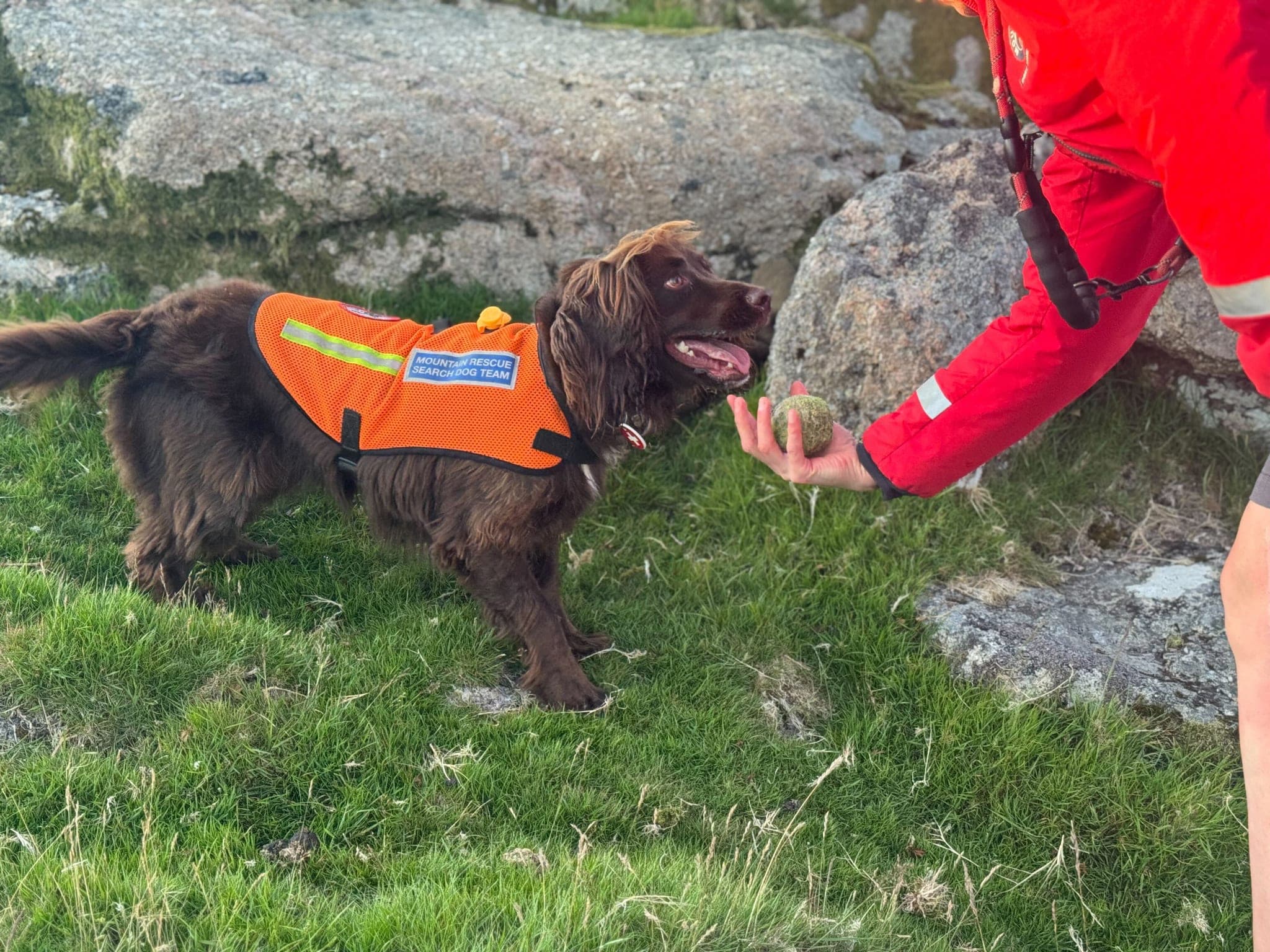 Search dog receiving a reward during training
